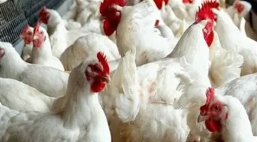 بعد تكذيب خبر نفوق الدواجن.. متى ستنخفض أسعارها؟