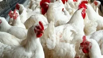 بعد تكذيب خبر نفوق الدواجن.. متى ستنخفض أسعارها؟ بعد تكذيب خبر نفوق الدواجن.. متى ستنخفض أسعارها؟