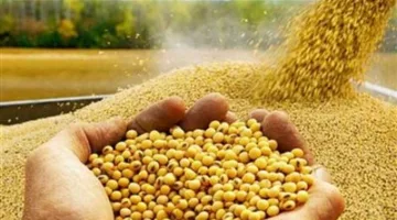 أسعار تغذية الدواجن اليوم الثلاثاء 20 مايو 2025