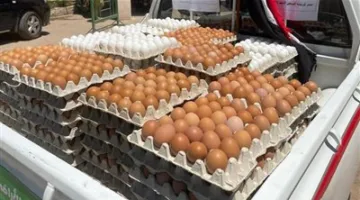 أسعار كرتونة بيض المائدة بتاريخ الثلاثاء 20 مايو 2025