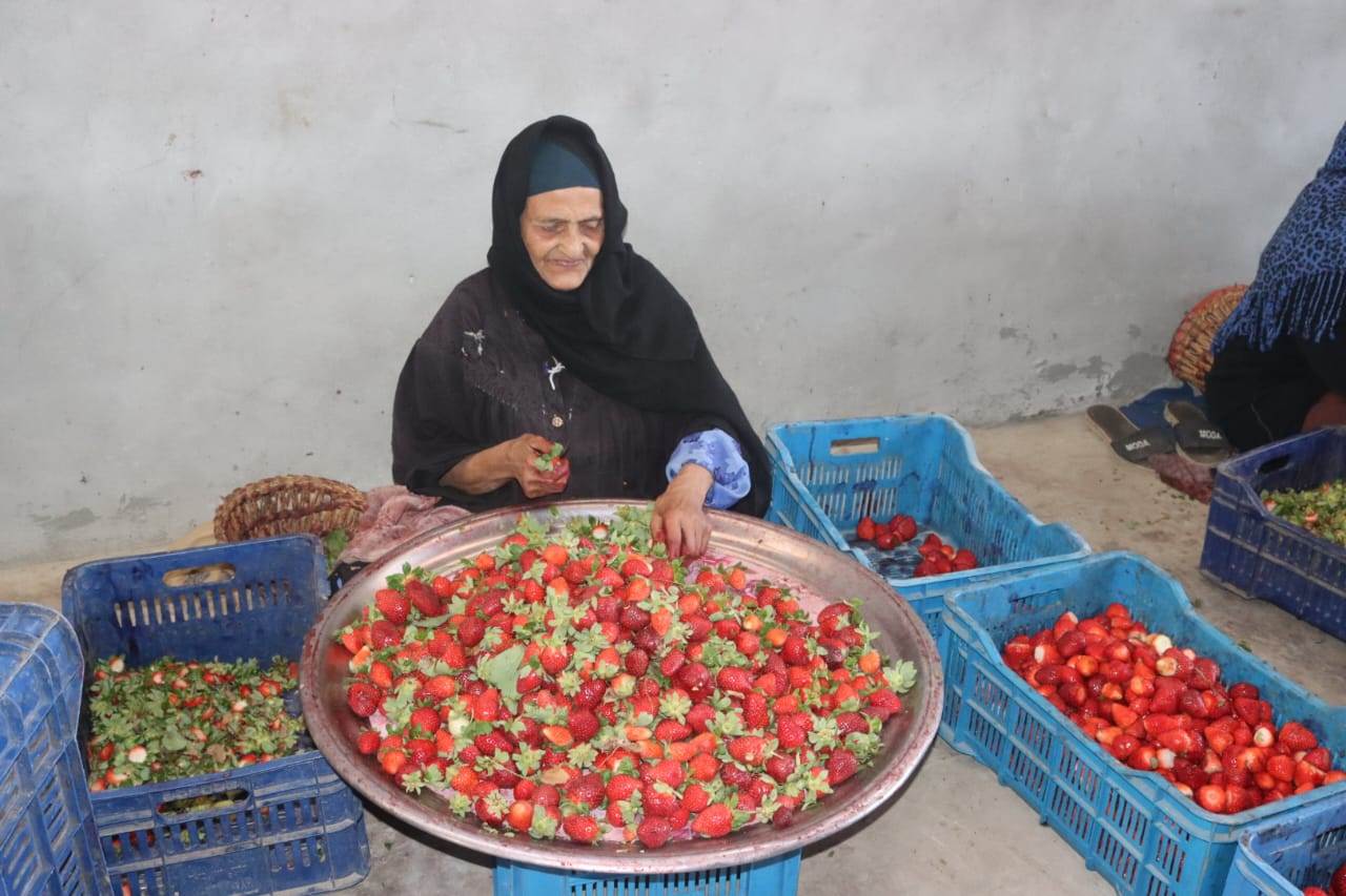 تجهيز الفراولة