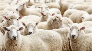 تقسيط ثمن الخروف: تفاصيل مبادرة وزارة التموين للشركات الغذائية