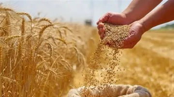 نقيب الزراعيين: الفاو أثنت على زراعة القمح بالطريقة المصطبة واعتبرتها نموذج نجاح مصري.