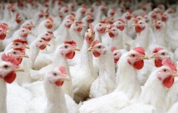 أسعار الفراخ والبيض اليوم الأربعاء 21 مايو 2025 في منافذ وزارة التموين