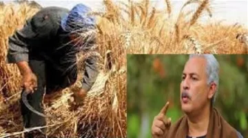 نقيب الفلاحين: مصر تحقق تقدمًا غير عادي في الزراعة، خاصة في إنتاج القمح