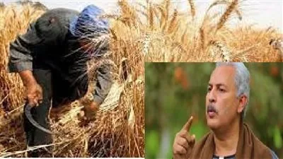 نقيب الفلاحين: مصر تحقق تقدمًا غير عادي في الزراعة، خاصة في إنتاج القمح نقيب الفلاحين: مصر تحقق تقدمًا غير عادي في الزراعة، خاصة في إنتاج القمح