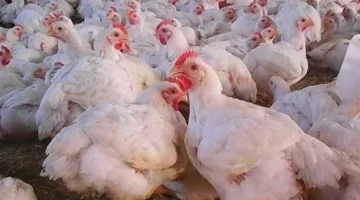 حقيقة انتشار أمراض الدواجن في مصر