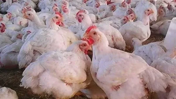 حقيقة انتشار أمراض الدواجن في مصر حقيقة انتشار أمراض الدواجن في مصر