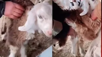 وزارة التموين: تدشين 21 سوقاً رئيسياً لبيع الخراف الحية في مختلف المحافظات