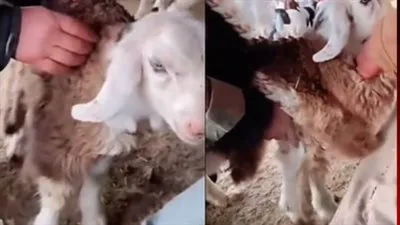 وزارة التموين: تدشين 21 سوقاً رئيسياً لبيع الخراف الحية في مختلف المحافظات وزارة التموين: تدشين 21 سوقاً رئيسياً لبيع الخراف الحية في مختلف المحافظات