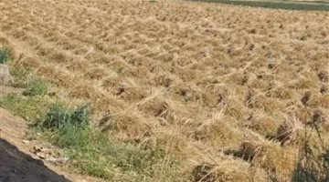 توصيل ٥٥٦٣٣٩ طن و٩٨٩ كيلو جرام من القمح المحلي إلى مواقع التخزين في محافظة الشرقية