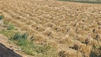 توصيل ٥٥٦٣٣٩ طن و٩٨٩ كيلو جرام من القمح المحلي إلى مواقع التخزين في محافظة الشرقية توصيل ٥٥٦٣٣٩ طن و٩٨٩ كيلو جرام من القمح المحلي إلى مواقع التخزين في محافظة الشرقية