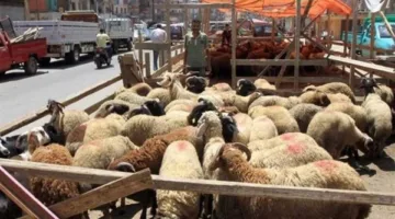 الشركة القابضة للصناعات الغذائية تفتح 21 نقطة بيع للخراف وتوفر لحوم ودواجن