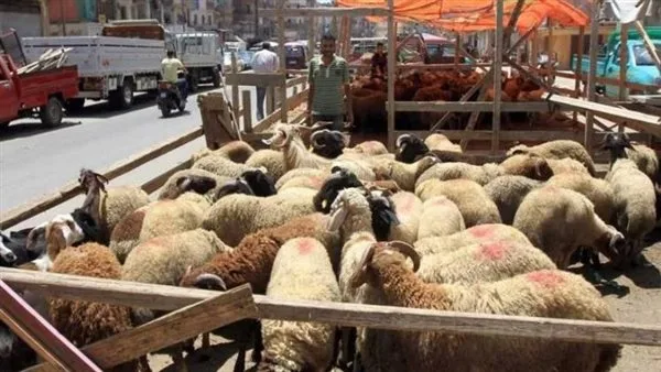 الشركة القابضة للصناعات الغذائية تفتح 21 نقطة بيع للخراف وتوفر لحوم ودواجن الشركة القابضة للصناعات الغذائية تفتح 21 نقطة بيع للخراف وتوفر لحوم ودواجن