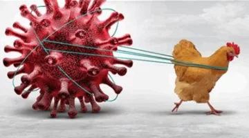 «H5N1»… العالم يواجه أزمة محتملة وتحديات في كبح انتشار الفيروس