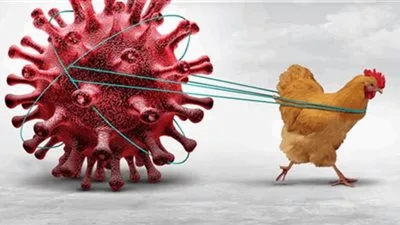 «H5N1»… العالم يواجه أزمة محتملة وتحديات في كبح انتشار الفيروس «H5N1»… العالم يواجه أزمة محتملة وتحديات في كبح انتشار الفيروس