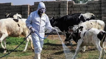 تسجيل حالة إصابة بالحمى النزفية في واسط