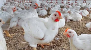 بعد التحديات الأخيرة: ما هي السبل التي يمكن لمربي الدواجن اتباعها للتقليل من تأثير موجات الحر؟