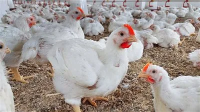 بعد التحديات الأخيرة: ما هي السبل التي يمكن لمربي الدواجن اتباعها للتقليل من تأثير موجات الحر؟ بعد التحديات الأخيرة: ما هي السبل التي يمكن لمربي الدواجن اتباعها للتقليل من تأثير موجات الحر؟