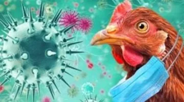 خاص | منتجو الدواجن: لم نقم باستيراد دواجن مجمدة من البرازيل منذ ظهور إنفلونزا الطيور.. ودجاجنا هو الأفضل