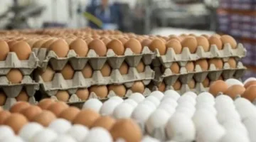 أسعار كرتونة البيض اليوم السبت: البلدي تصل إلى 155 جنيهًا