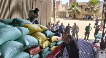 محافظ الدقهلية: تسليم 250 ألف طن من القمح المحلي في مراكز التوريد منذ بدء الموسم