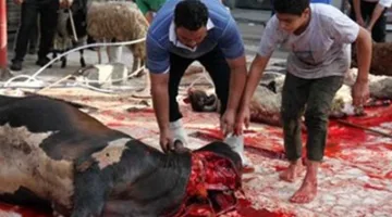 5 سنوات سجن و5000 جنيه غرامة: اكتشف عقوبة ذبح الأضحية في الشارع