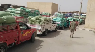 محافظ المنيا: تم تسليم أكثر من 442 ألف طن من القمح حتى اللحظة