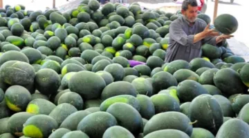 إجراءات جديدة: حظر استيراد 5 محاصيل مع السماح بنقل البيض والدجاج بين المحافظات