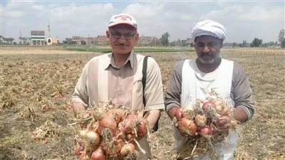 وكيل الزراعة في الشرقية لـ “تحيا مصر”: حصاد أكثر من 25 ألف فدان من البصل وسعر الكيلو 5 جنيهات وكيل الزراعة في الشرقية لـ “تحيا مصر”: حصاد أكثر من 25 ألف فدان من البصل وسعر الكيلو 5 جنيهات