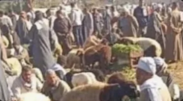 بسبب خروف.. إنهاء نزاع عنيف بين تجار المواشي في سوق الاثنين بالفيوم