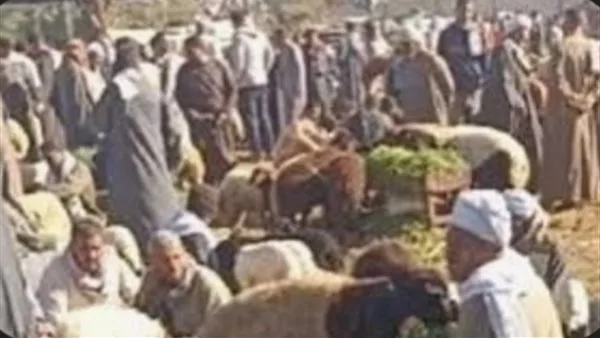 بسبب خروف.. إنهاء نزاع عنيف بين تجار المواشي في سوق الاثنين بالفيوم بسبب خروف.. إنهاء نزاع عنيف بين تجار المواشي في سوق الاثنين بالفيوم