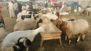 أسعار الأنعام: 180 للجمال و190 للضأن.. إقبال كبير على سوق المواشي بالشرقية لشراء الأضاحي