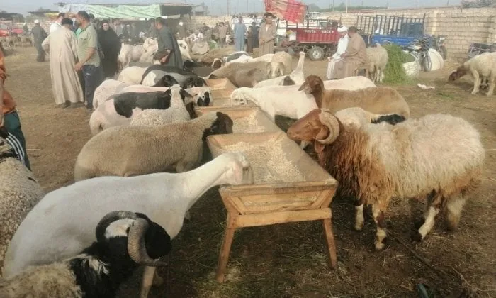 أسعار الأنعام: 180 للجمال و190 للضأن.. إقبال كبير على سوق المواشي بالشرقية لشراء الأضاحي أسعار الأنعام: 180 للجمال و190 للضأن.. إقبال كبير على سوق المواشي بالشرقية لشراء الأضاحي