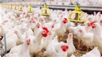 أسعار الدواجن في الأسواق اليوم الثلاثاء 27 مايو