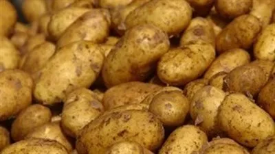 تجاوزت صادرات البطاطس المصرية المليون طن حتى الآن.. قفزة ملحوظة في هذا الموسم تجاوزت صادرات البطاطس المصرية المليون طن حتى الآن.. قفزة ملحوظة في هذا الموسم