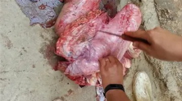 استعداداً لعيد الأضحى.. محافظ الفيوم يوجه بزيادة حملات التفتيش على محلات الجزارة لضمان سلامة اللحوم وفقاً للاشتراطات الصحية.