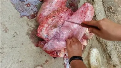 استعداداً لعيد الأضحى.. محافظ الفيوم يوجه بزيادة حملات التفتيش على محلات الجزارة لضمان سلامة اللحوم وفقاً للاشتراطات الصحية. استعداداً لعيد الأضحى.. محافظ الفيوم يوجه بزيادة حملات التفتيش على محلات الجزارة لضمان سلامة اللحوم وفقاً للاشتراطات الصحية.