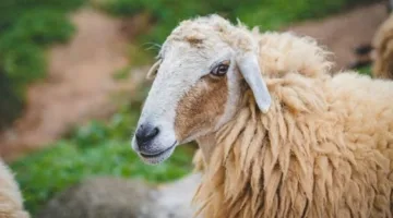 قبل الاحتفال بالعيد: ما هي متطلبات الأضحية والمعايير الشرعية لاختيارها؟