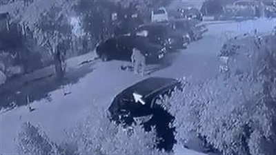 الداخلية توضح تفاصيل حادثة الاعتداء على كلب ضال أدى إلى وفاته في النزهة بالقاهرة الداخلية توضح تفاصيل حادثة الاعتداء على كلب ضال أدى إلى وفاته في النزهة بالقاهرة