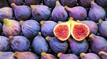 لرفع مستوى الإنتاجية.. وزارة الزراعة تقدم 8 نصائح فنية ضرورية لمزارعي «التين»