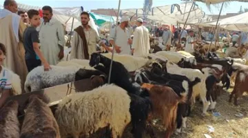سوق الأضاحي: استقرار نسبي في الأسعار يعكس قدرة السوق المحلي على التكيف ومرونته.