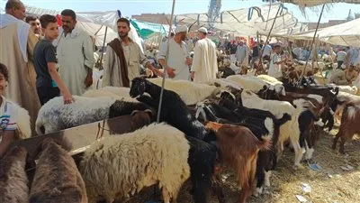 سوق الأضاحي: استقرار نسبي في الأسعار يعكس قدرة السوق المحلي على التكيف ومرونته. سوق الأضاحي: استقرار نسبي في الأسعار يعكس قدرة السوق المحلي على التكيف ومرونته.