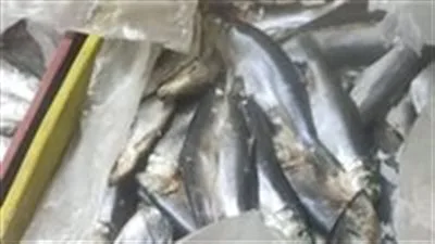 أسعار الأسماك في سوق العبور اليوم الأربعاء 28 مايو: البلطي بـ80 جنيهًا أسعار الأسماك في سوق العبور اليوم الأربعاء 28 مايو: البلطي بـ80 جنيهًا