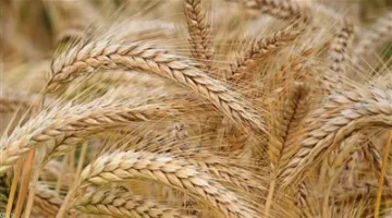 الحكومة توفر كميات كافية من بذور القمح لزراعة 117650 فداناً | التفاصيل