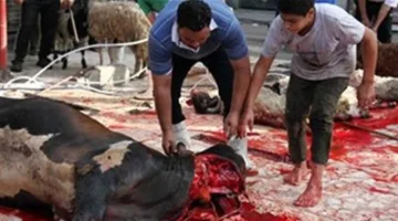 استعدادًا لعيد الأضحى المبارك: خدمات ذبح مجانية وتعاون بين البيطري والأجهزة الرقابية في الأقصر