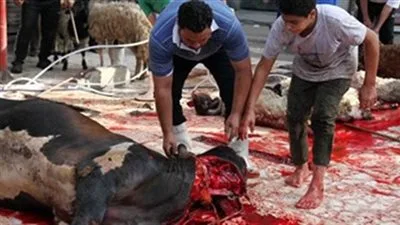 استعدادًا لعيد الأضحى المبارك: خدمات ذبح مجانية وتعاون بين البيطري والأجهزة الرقابية في الأقصر استعدادًا لعيد الأضحى المبارك: خدمات ذبح مجانية وتعاون بين البيطري والأجهزة الرقابية في الأقصر