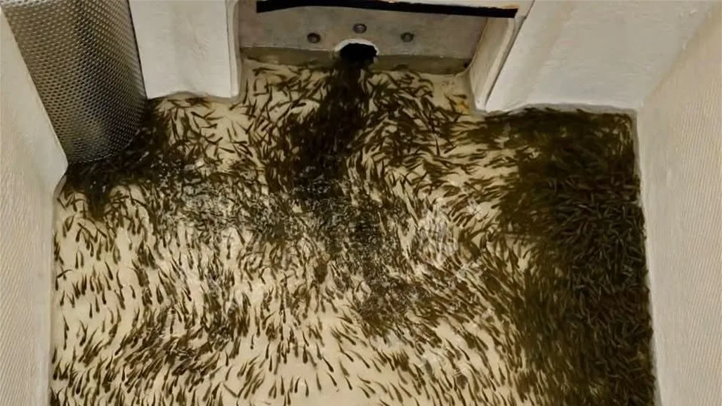 إطلاق 300 ألف زريعة سمك في بحيرة حمرين إطلاق 300 ألف زريعة سمك في بحيرة حمرين