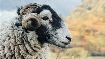 ما هو حكم التضحية بشاة تم الحصول عليها بالغصب؟ .. “إجابة من دار الإفتاء” ما هو حكم التضحية بشاة تم الحصول عليها بالغصب؟ .. “إجابة من دار الإفتاء”