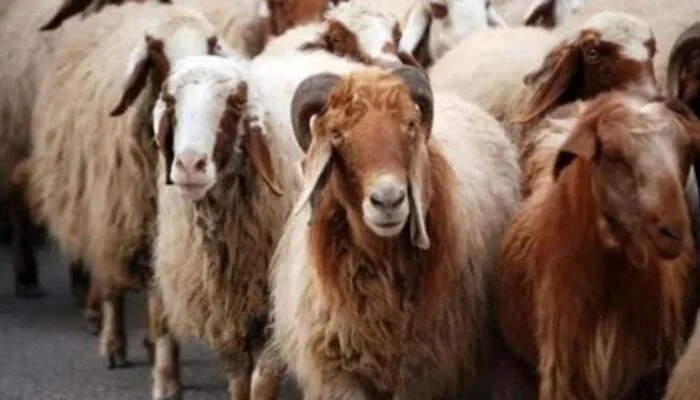 أسعار الأضاحي في السوق اليوم، الخميس 29 مايو 2025 أسعار الأضاحي في السوق اليوم، الخميس 29 مايو 2025